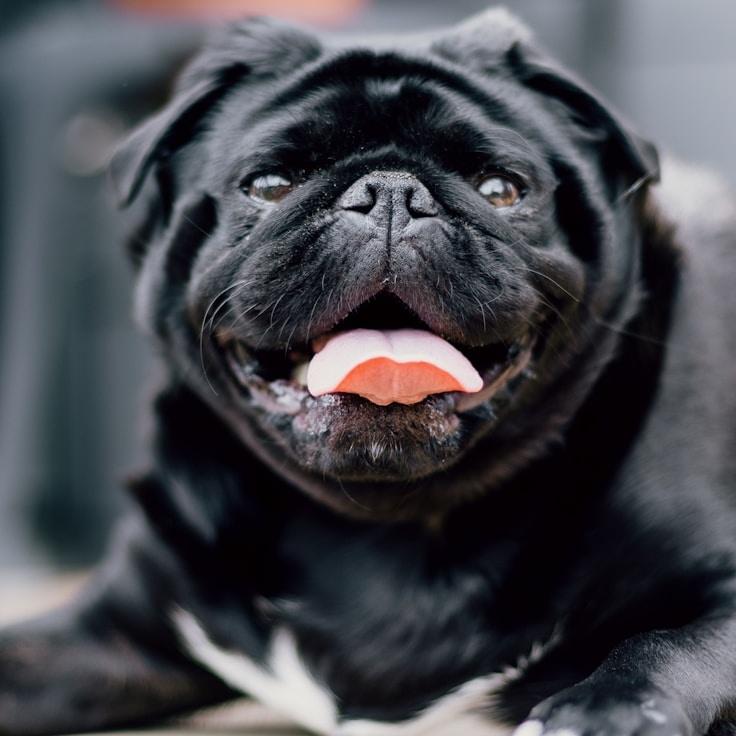 Portrait of Marco Santoro, community mentor and Italian cuisine specialist